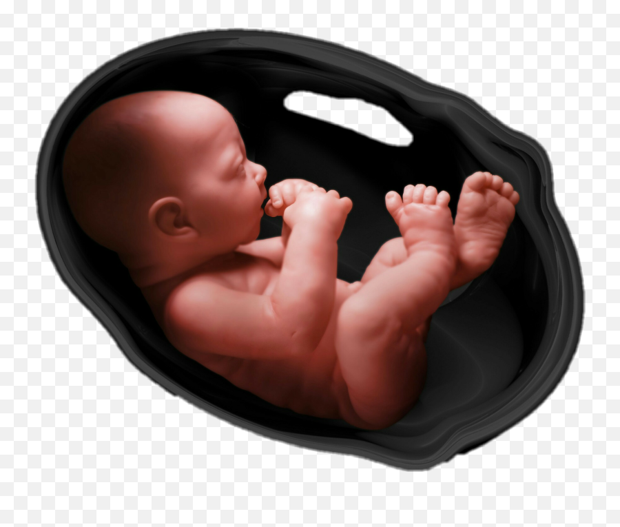 Baby Born Uterus Magic Anewlife Sticker - Pregnancy Quote In Gujarati Emoji,Uterus Emoji