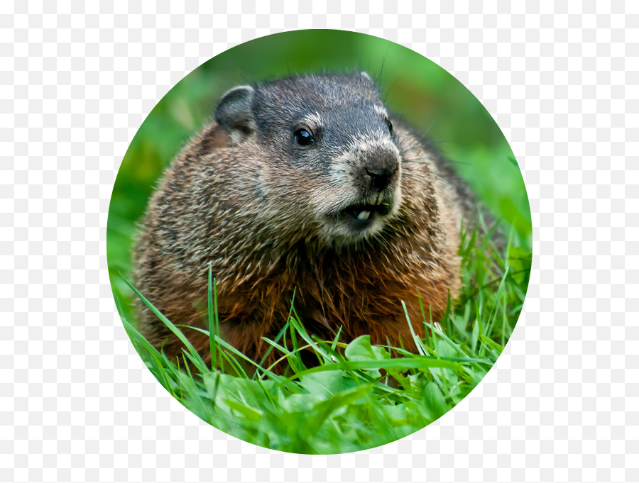 Quality Wildlife Control - Gopher Groundhog Emoji,Ground Hog Woodchuck Emojis