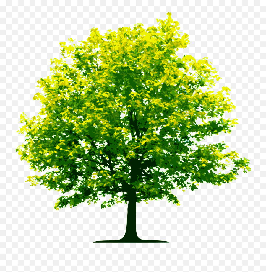 Tree Png Images Trees Nature 28png Snipstock - Transparent Spring Tree Png Emoji,Plant, Emotions, Clipart