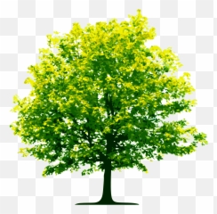 Tree Png Images Trees Nature 28png Snipstock - Transparent Spring Tree Png Emoji,Plant, Emotions, Clipart