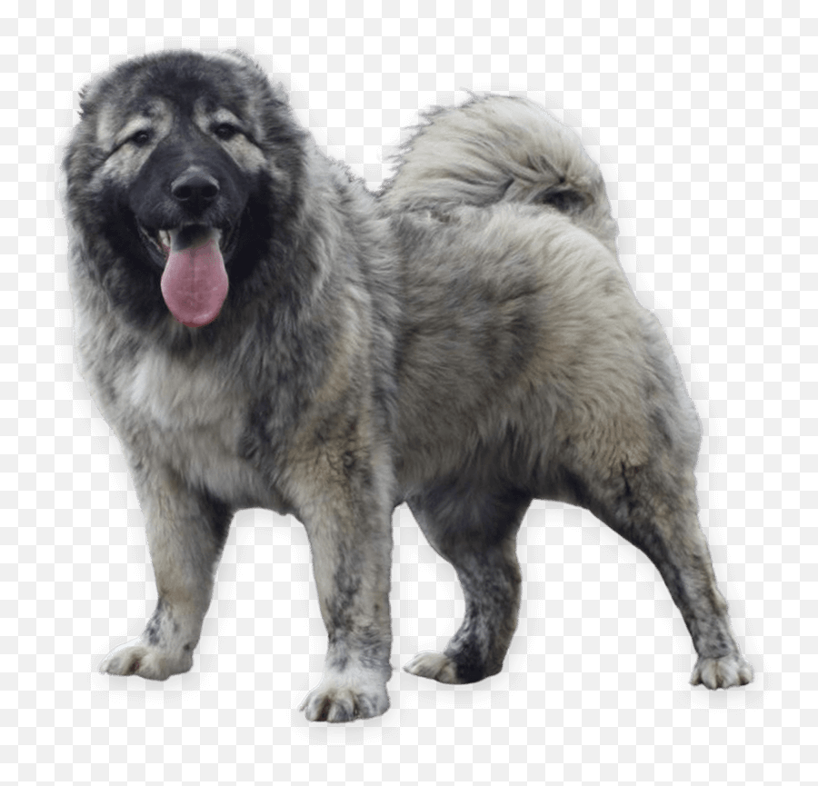 Pure - Bred Caucasian Shepherds Caucasian Kennel Northern Breed Group Emoji,Caucasian Mountain Shepherd Puppy Emoticon