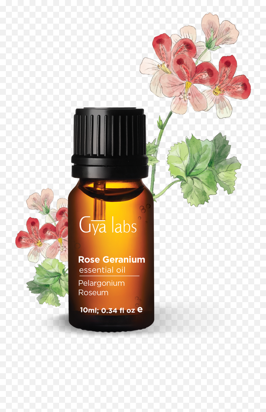 Rose Geranium Essential Oil 10ml - Gya Labs Neroli Essential Oil Emoji,Emotion Code For Geranium