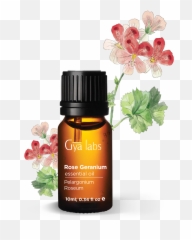 Rose Geranium Essential Oil 10ml - Gya Labs Neroli Essential Oil Emoji,Emotion Code For Geranium