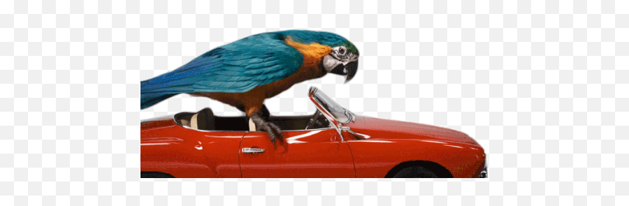 Drive Parrot Sticker - Drive Parrot Bird Discover U0026 Share Gifs Emoji,Parrot Emotion Signs