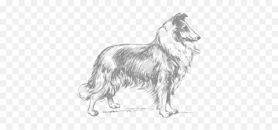 500 Free Looking U0026 Eyes Vectors - Pixabay Collie Clipart Black And White Emoji,Sheltie Emoji