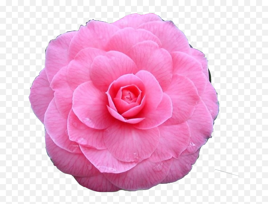 Flower Flowers Bloom Blossom Sticker - Camellia Japonica Pink Emoji,Japanese Emoji Flower In Hair