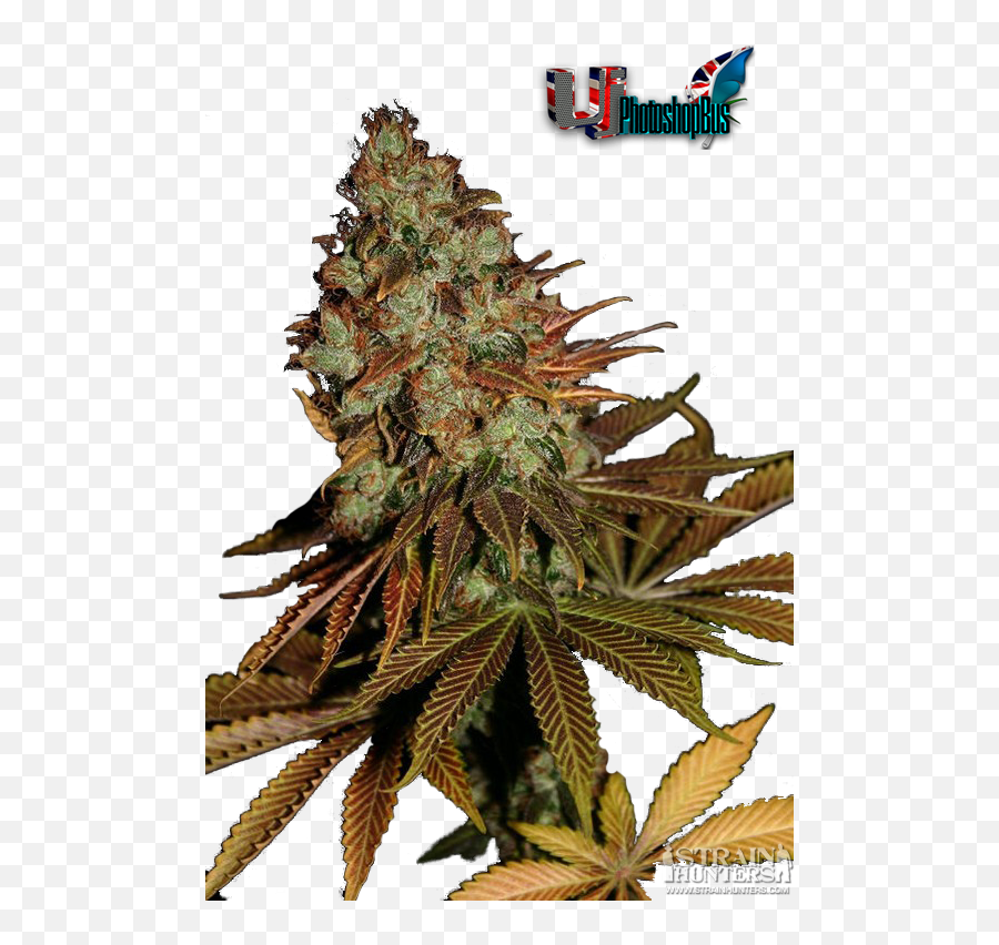 Ujs Plant Renders - Language Emoji,Weed Strain Emojis