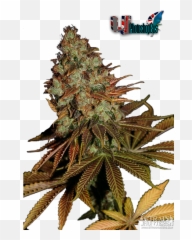 Ujs Plant Renders - Language Emoji,Weed Strain Emojis