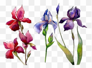 Acuarela Naturaleza Flores Sticker By Izamar Tellez - Watercolor Iris Emoji,Acuarela Emojis