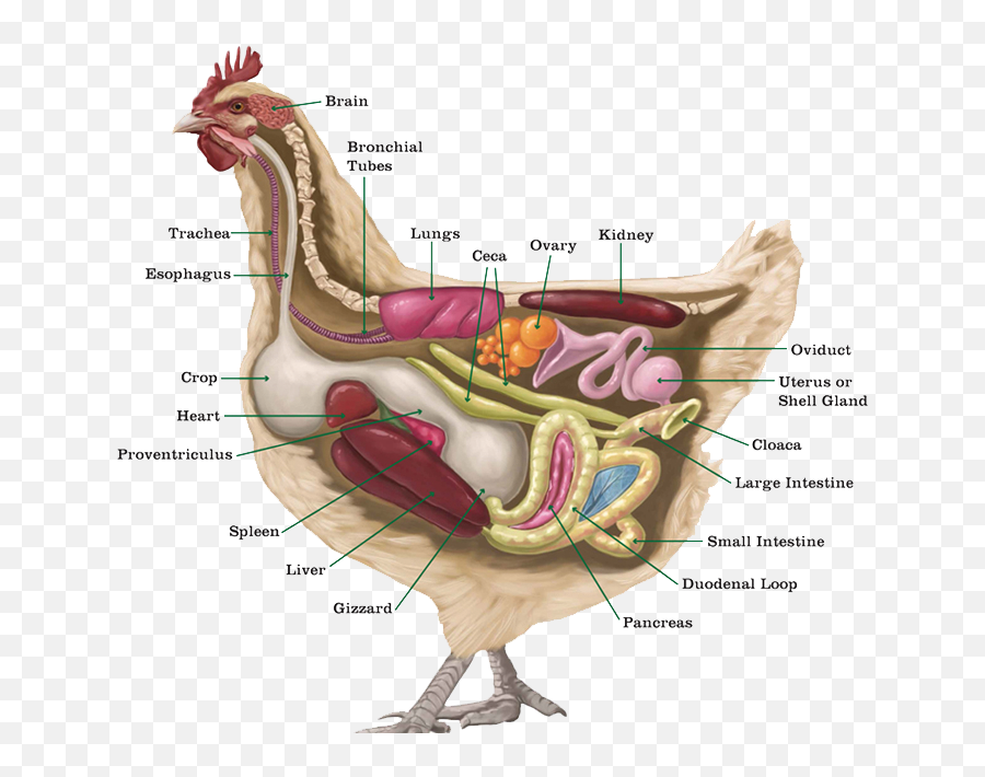 Common Causes Of Poultry Stress - Chickens Anatomy Emoji,Emotions By Gizzard