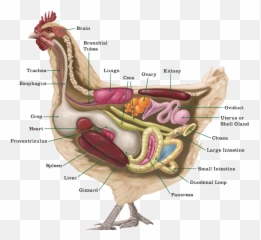 Common Causes Of Poultry Stress - Chickens Anatomy Emoji,Emotions By Gizzard