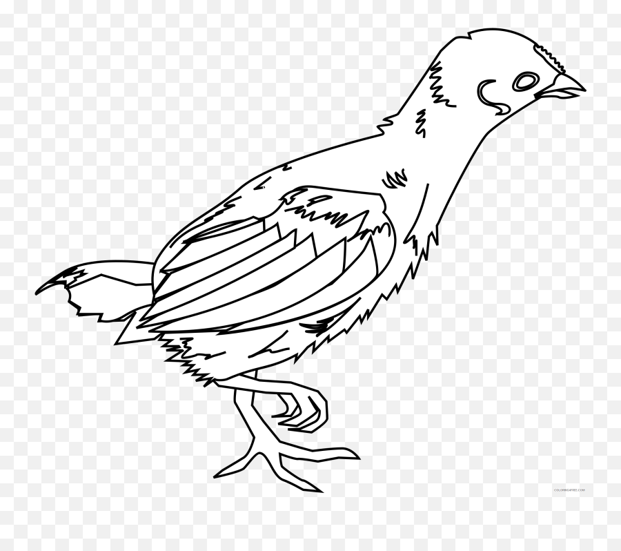 Black And White Chicken Coloring Pages - Miraculous Kwami Chicken Coloribg Page Emoji,Bambi Mother Birds Emotion