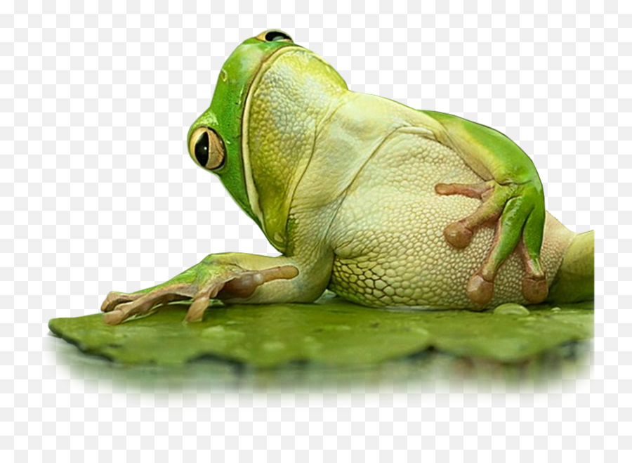 Yoga Frog Green Sticker By Chris - So Full Of Food Emoji,Green Frog Emoji