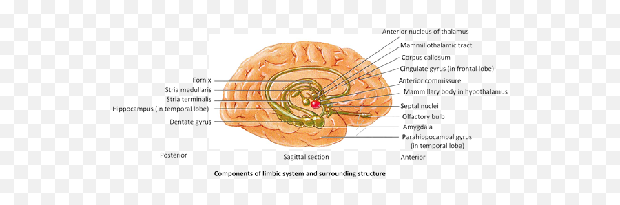Jee Main Jee Advanced Cbse Neet Iit Free Study Packages - Inner View Of Brain Emoji,Emotion Brain