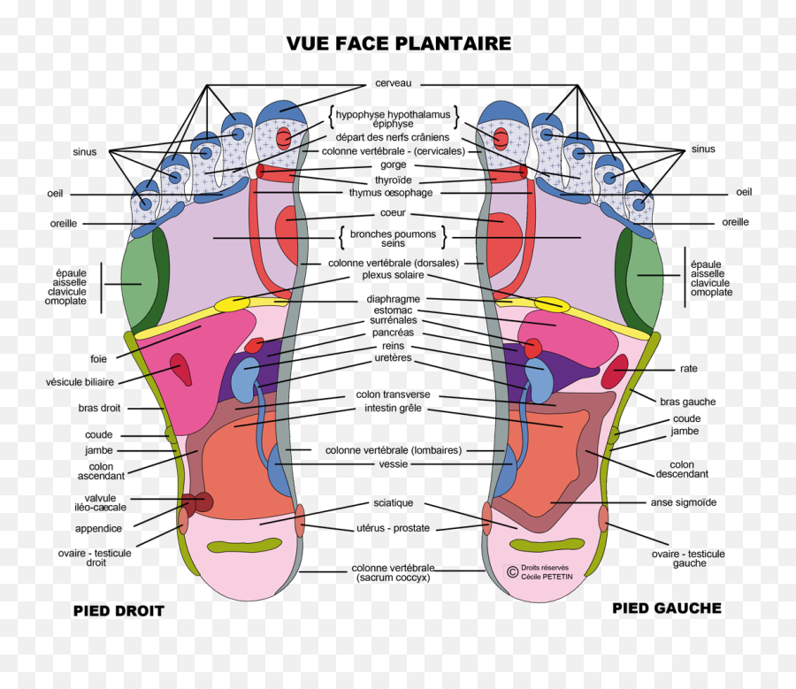 Foot Reflexology - Anatomie Du Pied Face Plantaire Emoji,Cerveau Gauche Emotion