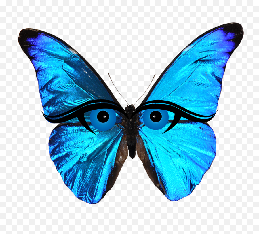 A Reimagined Expanded Media Assignment During The Pandemic - Transparent Transparent Background Blue Butterflies Emoji,What Does The Blue Heart Emoji Mean