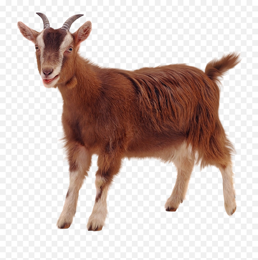 Golden Guernsey Png U0026 Free Golden Guernseypng Transparent Emoji,Goat Emoji Png