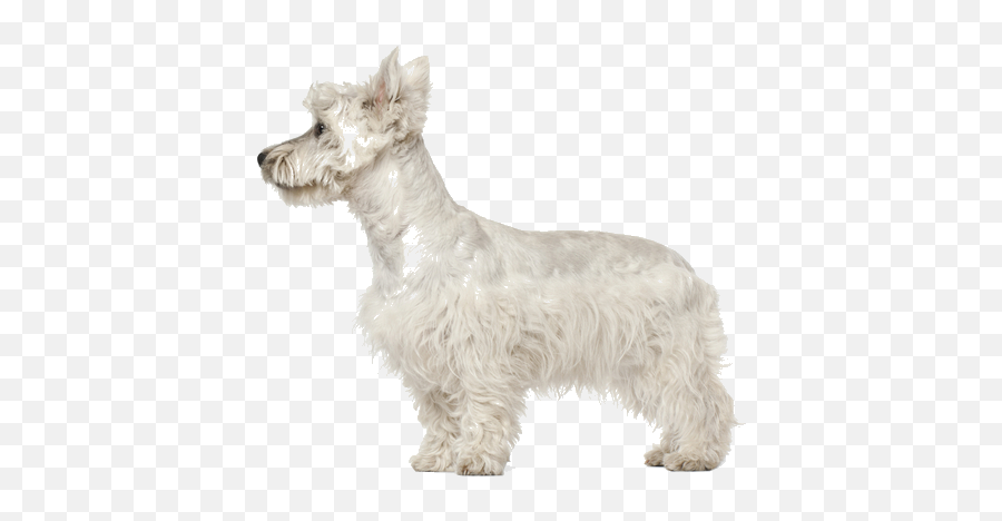 West Highland White Terrier Breed Facts - Scottish Terrier Emoji,Why My Scottish Terrier Doesn't Show Any Emotions