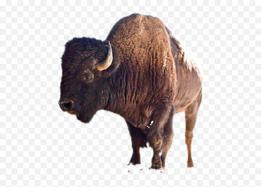 To - American Bison Emoji,Bison Emoji