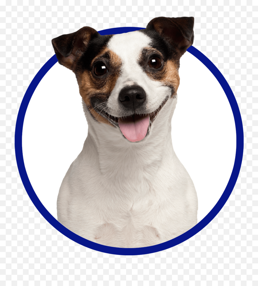 Making Your Cat More Cuddly - Jack Russell Terrier Emoji,Emotion Control Cat Ears