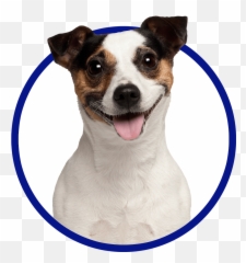 Making Your Cat More Cuddly - Jack Russell Terrier Emoji,Emotion Control Cat Ears