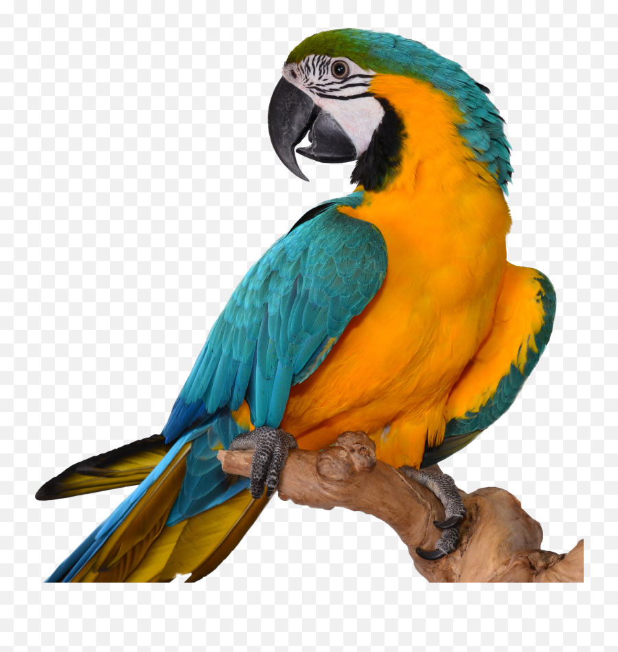 Macaw For Sale Buy Macaw Parrot For Sale Online - Macaws Farm Macaw Parrot With Transparent Background Emoji,Bird Emotions