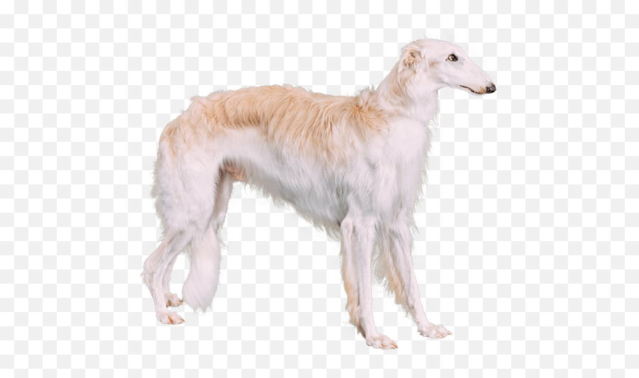 This Breed Of Dog Is Called A Borzoi - Borzoi Dog With Long Nose Emoji,Uncomfortable Dog Emoji