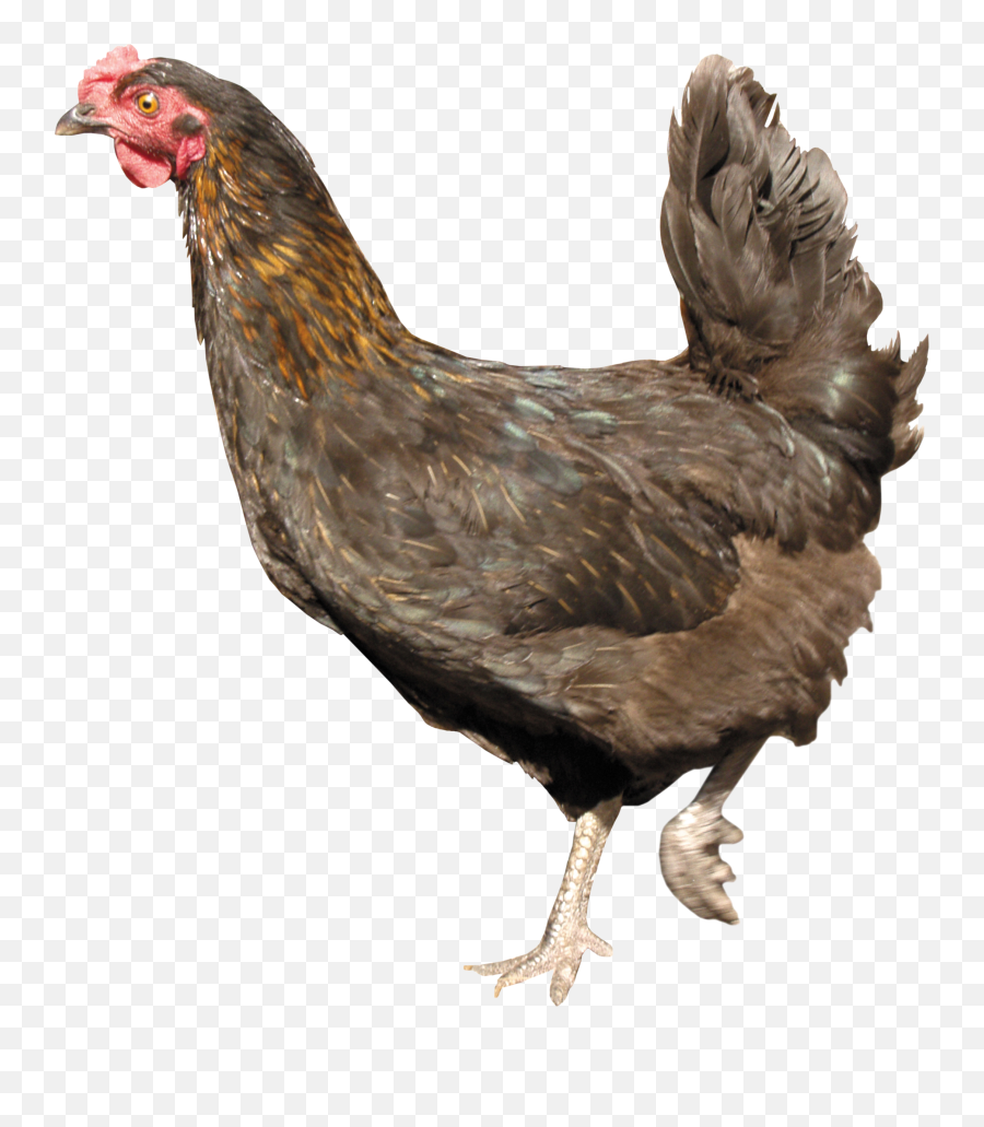 Chicken Walking Png Images Download - Clear Background Chicken Transparent Background Emoji,Hen Emoji Transparent Png