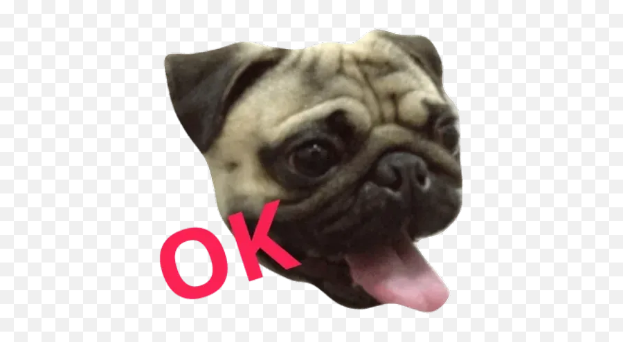 Pug Whatsapp Stickers - Stickers Cloud Stickers De Pug Para Whatsapp Emoji,Pug Dog Emoticons