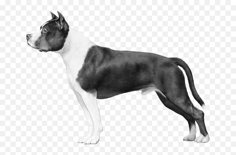 Embark Dog Dna Test - American Staffordshire Terrier Dogs Black And White Emoji,Bull Terrier Emojis