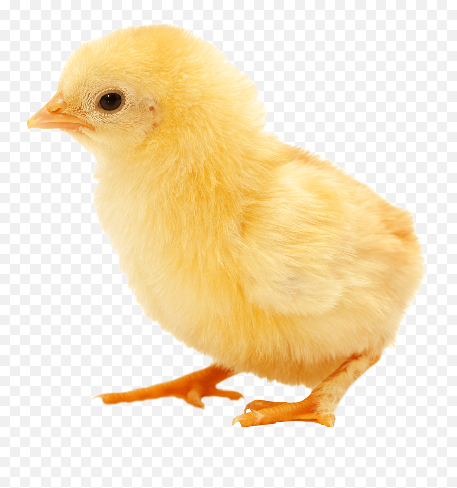 Picture Of Baby Chick Png U0026 Free Picture Of Baby Chickpng Emoji,Hatching Chick Emoji
