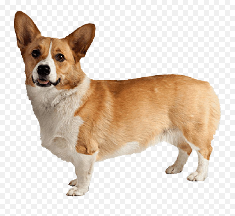 Corgi Clipart Gif - Clip Art Library Emoji,Corgi Emoji No Background