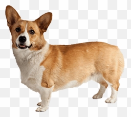 Corgi Clipart Gif - Clip Art Library Emoji,Corgi Emoji No Background