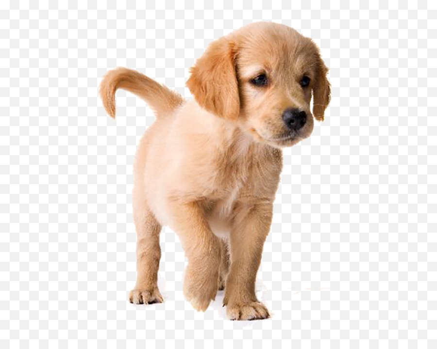 Golden Retriever Puppy Png U0026 Free Golden Retriever Puppypng - Golden Retriever Puppy Png Emoji,Dachshund Emoticon Iphone