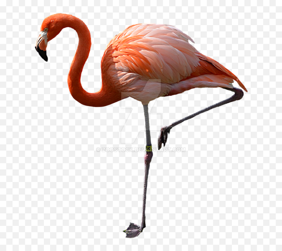 Watch Pink Flamingos - Flamingo Bird Png Emoji,Flamingo Emoji