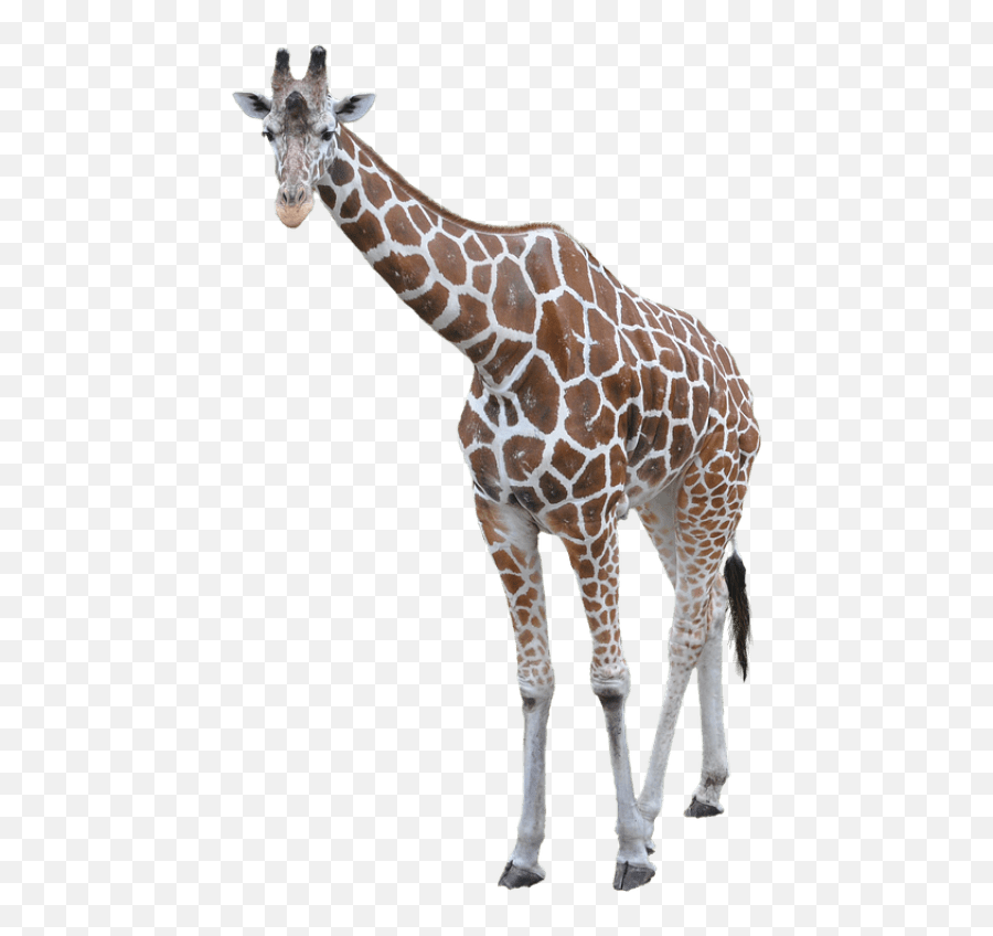 Download Giraffe Free Png Transparent - Giraffe With Transparent Background Emoji,Giraffe Emoji