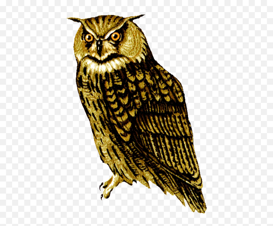Owl Clip Art - Realistic Owl Clipart Png Emoji,Owl Emotion Vectors