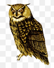 Owl Clip Art - Realistic Owl Clipart Png Emoji,Owl Emotion Vectors
