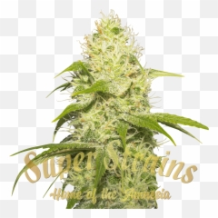 La Jefa - Feminized Super Strains Seeds Emoji,Marawana Leaf Emoji