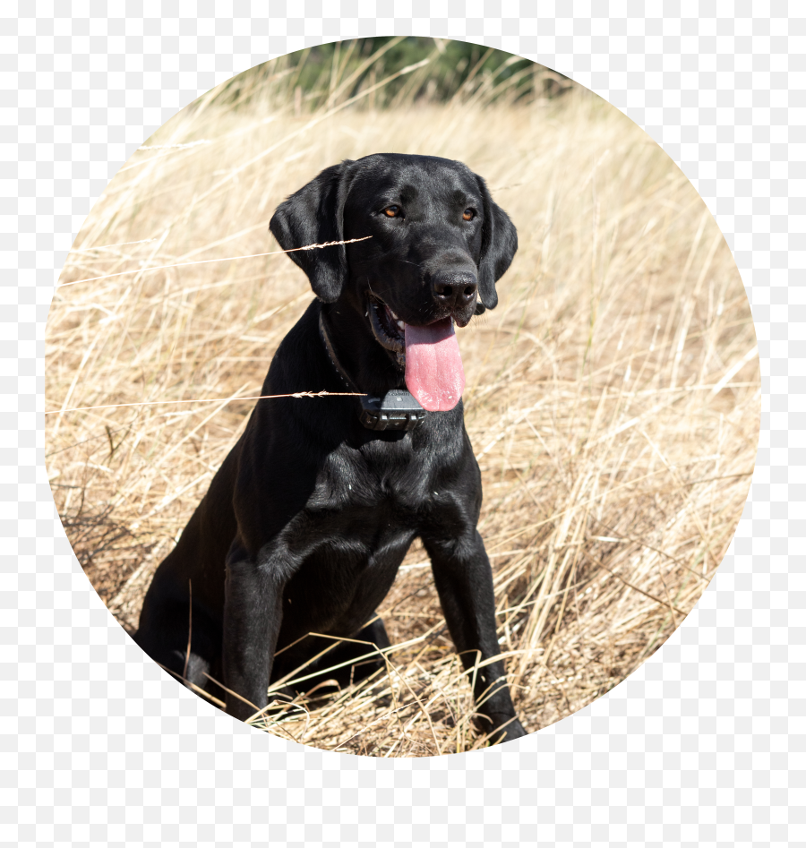 Home - Over Under Kennels Emoji,Collar Emoji