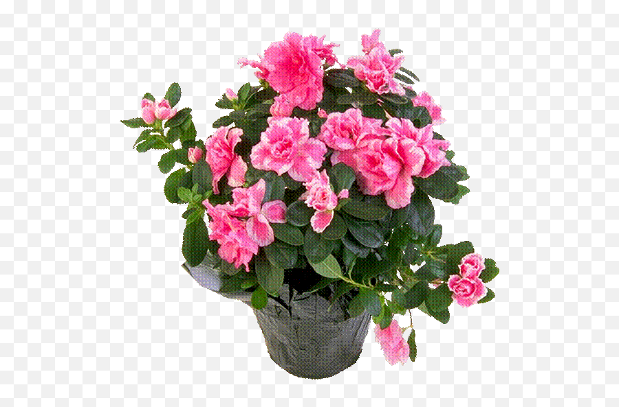 Magical Properties Of Houseplants - Bunga Azalea Emoji,Coleus Emotions Passionate