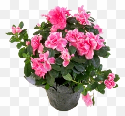 Magical Properties Of Houseplants - Bunga Azalea Emoji,Coleus Emotions Passionate