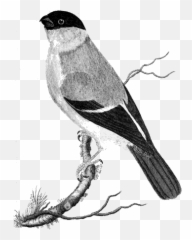 Land Birds Emoji,Cornish Cross Chicken Emotions