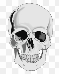 Clipart Realistic Human Skull - Clipartix Free Clip Art Skull Emoji,Skull Face Emoji