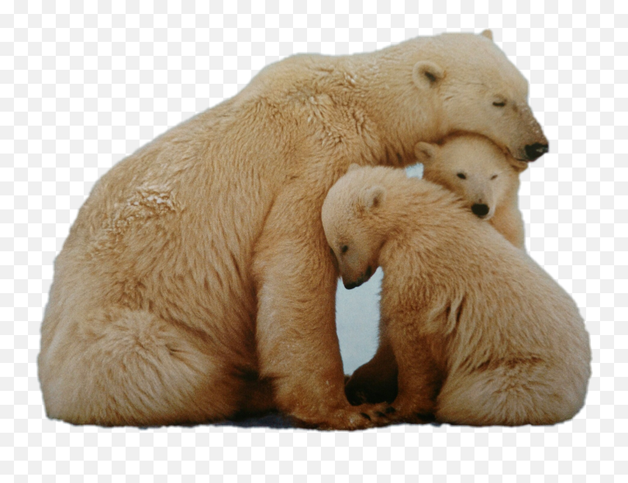 Polar Bears Sticker Challenge On Picsart - Polar Bear Emoji,Polar Bear Emojis