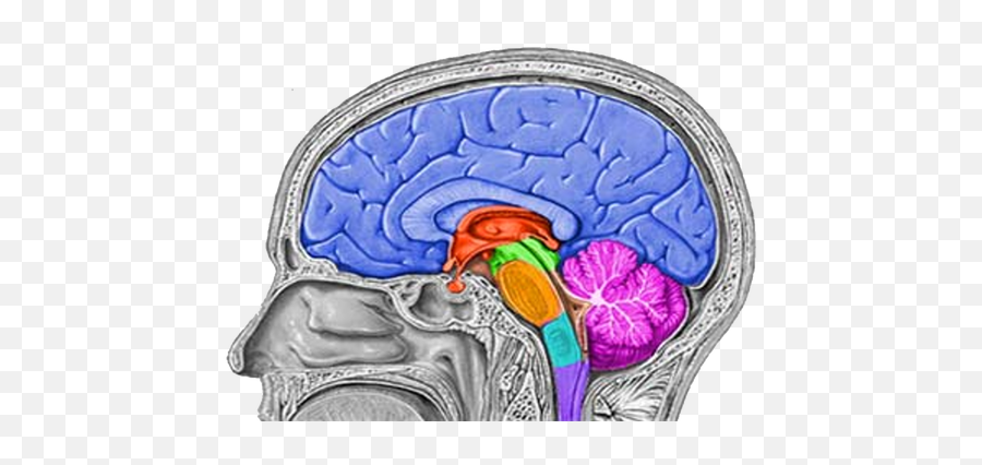 1 - Medulla Oblongata In Clivus Emoji,Where Does The Amygdala Generates Emotions From