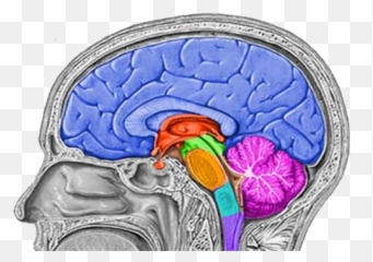 1 - Medulla Oblongata In Clivus Emoji,Where Does The Amygdala Generates Emotions From