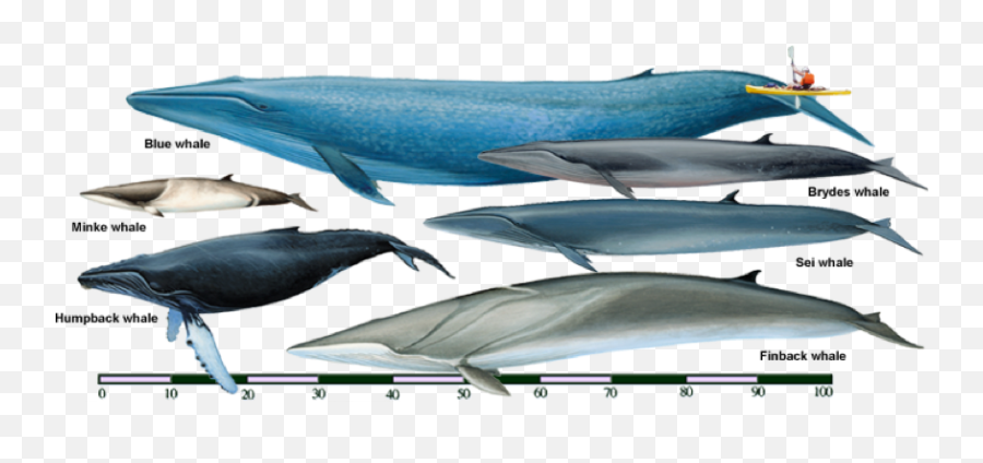 5 Fun Facts About Minke Whales - Whale Mink Emoji,Blue Whales Emotions