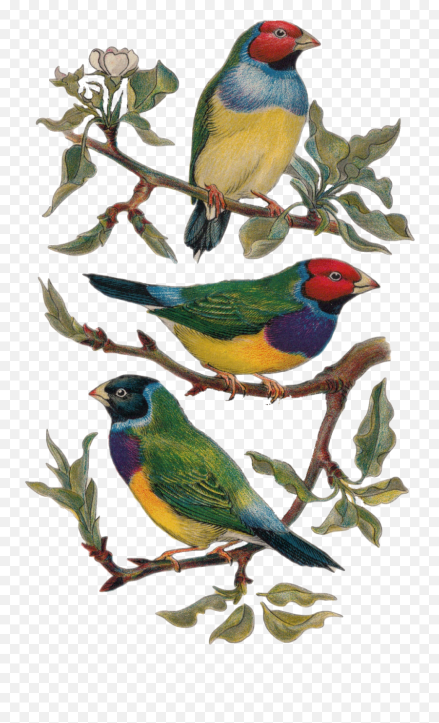 Vintage Birds Drawing Free Image Download - Vintage Bird Illustration Png Emoji,Romantic Painting Emotion Nature