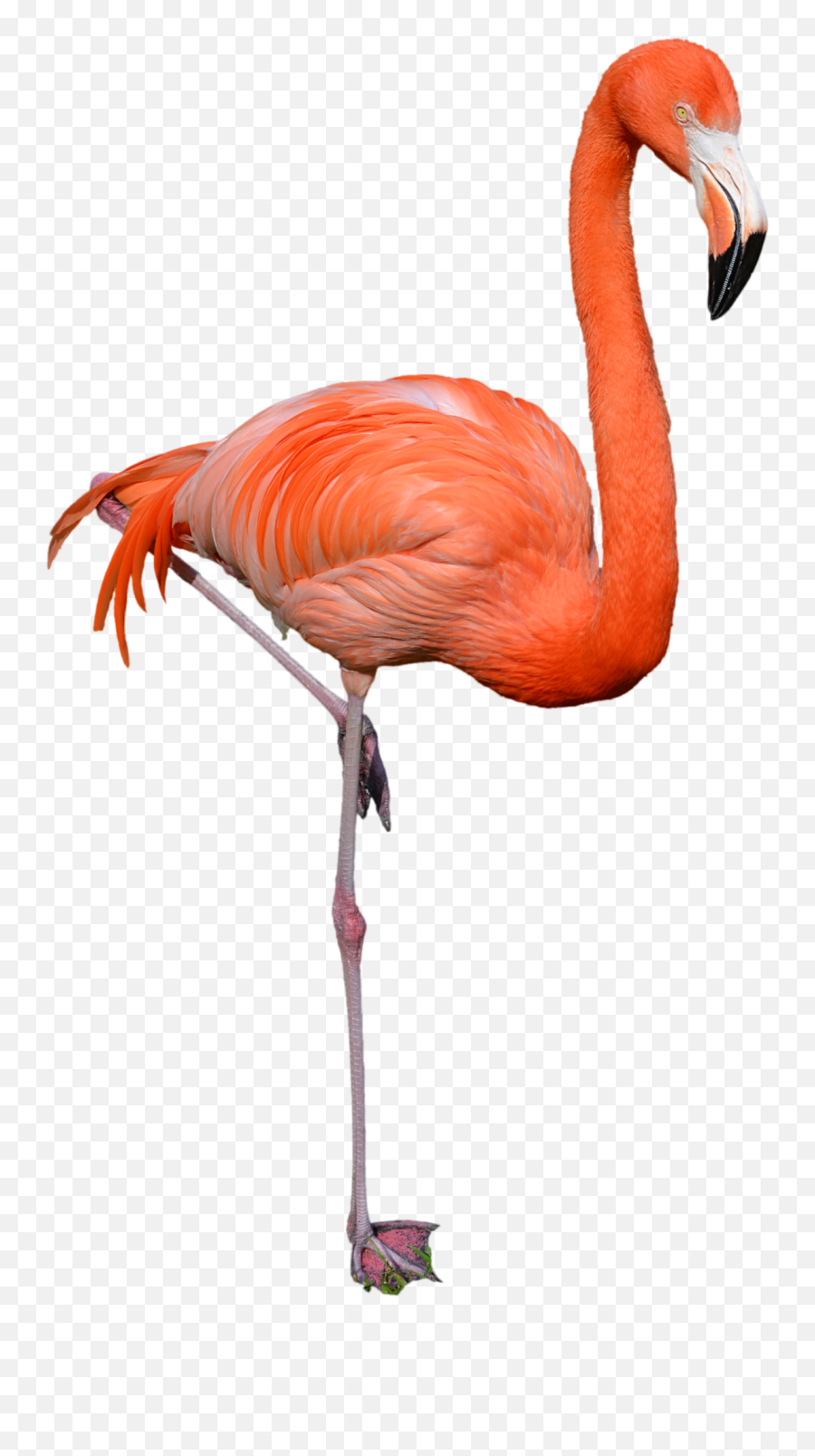 Pink Flamingo Clipart Png Transparent Images - Yourpngcom Emoji,Flamin Emoji